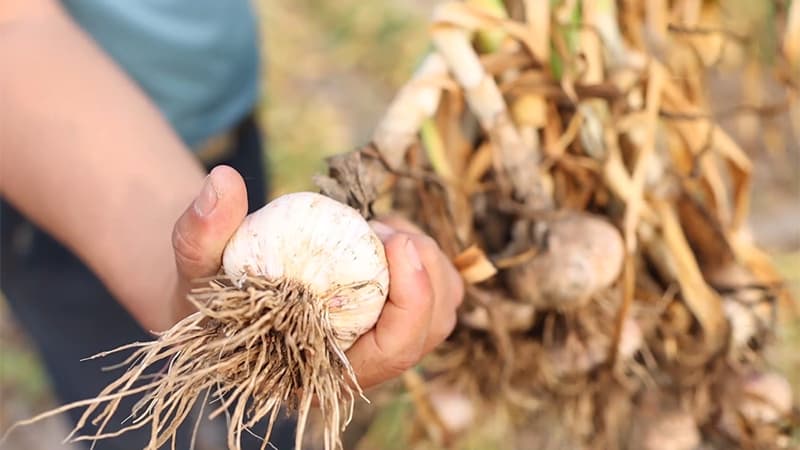 images/1741759596453Perú Semillas de ajo.jpg